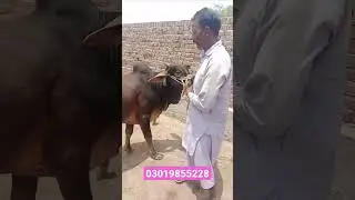 Vacha Farming Business