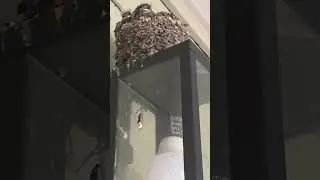 Baby bird growing up #birds #baby #trending #viralvideo #gaming #capcut #subscribe #love #funny 