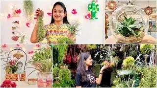 How to decorate AIR PLANTS | SPANISH MOSS TILLANDSIA | AIR PLANT Care & Guide