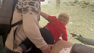 Happy baby and petting sharks a family vacation to the Georgia Aquarium #toddlermoments #travel
