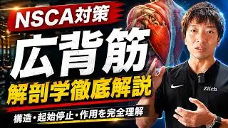 【NSCA対策】広背筋・大円筋の起始停止と作用を徹底解説