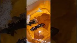 Black copper AVC coming soon #bettafish #bettabreeding #bettasales #new #alloverindia #aquarium