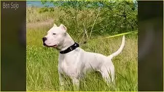 Watch the Puma&rsquo;s Reaction When This Dog Refuses to Back Down