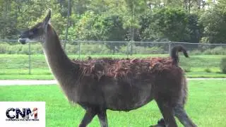 Llamas walking in 1080P HD by John D. Villarreal
