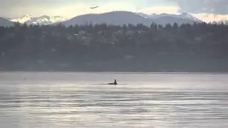 Orca Pod @ KVI on Vashon Island