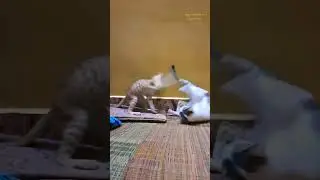 Kitty 😺 Fight Mr White 🥰😂