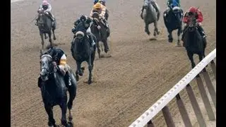 Holy Bull - Tribute To A Champion