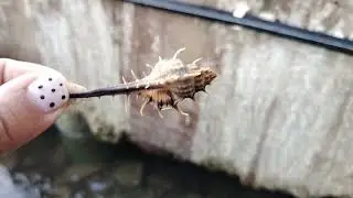 Snail in the water.