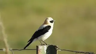 Collalba rubia. Macho de garganta blanca y hembra. ( Oenanthe hispanica )