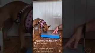 Dog Nail File | Dog Nail Scratchboard | Nail Scratchboard for Dogs #dognailfileboard #dognails