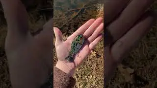 Bull Gill Glide Bait!