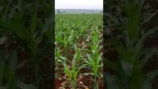 tanaman jagung yang di pupuk eco farming super joos