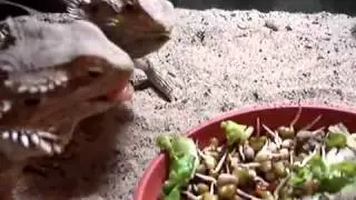 ▶ Pogona viticeps se alimentando
