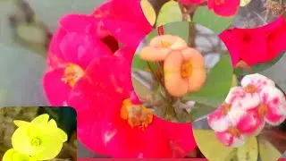 #euphorbiamilli #flowers #plants #garden 