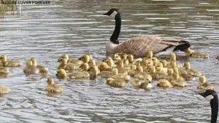 Canada geese and goslings enjoying summer #nature #birds