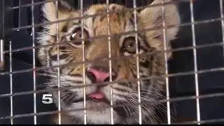 Tiger Cub Rescued by BP Now on Display at Brownsville Zoo