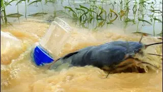 Catching Fish With Plastic Bottle Hook Fish Trap - Success 100% with Rural Fishing BD Tips