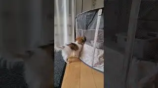 phalene puppy 4 months 2 weeks wants ball but has to give up in the end