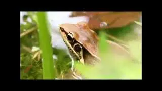 Gunther's Frog