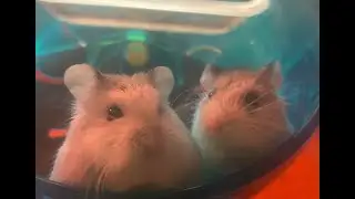 Roborovski Dwarf Hamster