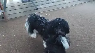 (Shih Tzu Zone) Snow Paws