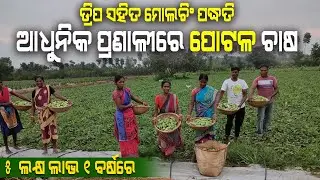 ବୈଜ୍ଞାନିକ ଉପାୟରେ ପୋଟଳ ଚାଷ କରି ଚାଷୀ ମାଲାମାଲ || Parwal Farming with Drip Irrigation in Odisha.