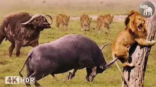 El Enfrentamiento con el Depredador Supremo | Le&oacute;n vs. B&uacute;falo del Cabo #animalessalvajes