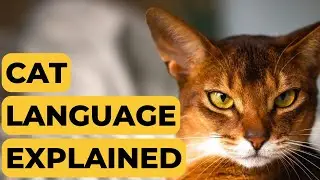 Understanding Cat Language and Signals: Decoding Cats