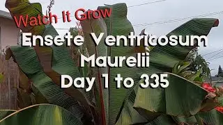 Ensete Ventricosum Maurelii Banana Plant Growing From Day 1 to 335 In a California Tropical Garden