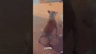 Epic 👍😻👍 swag ever by dog #dog#swag