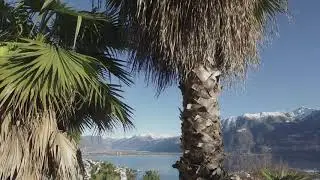 SubtropicAlps: Muralto, Orselina, Locarno Monti, Minusio