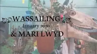 Wassail and Mari Lwyd 2020