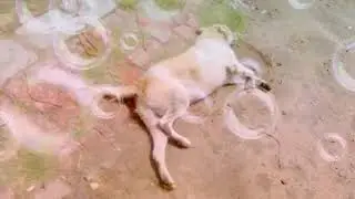 Dogs Summer vacation time 😂🤣😎#trending #viral #doglover #dog