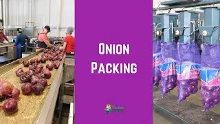 Onion Production in California: Onion Packing