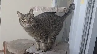 Katze testet selbstgebauten XXL Kratzbaum (DIY Projekt erfolgreich) | 4K