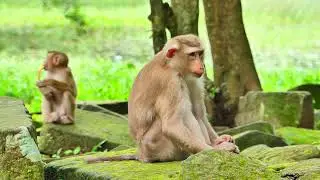 Amazing monkey for health care , Treatment nature medicine