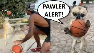 DOG BASKETBALL SKILLS?! Dribbling Drills with MY PUG! (She's a HOOPER) #shorts