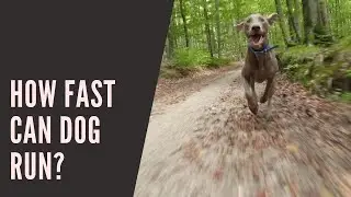 How fast can a dog run? Dog speed measurement. Cycling with dog can be dangerous 😀