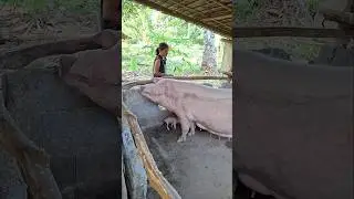shook #pigindustry #pigbreeding #animals #hogger #pigfarming #farming #pighusbandry #farming101