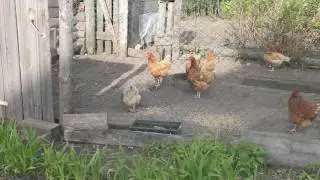 Каких КУР лучше завести в домашнее хозяйство? ВИДЕО ОТЗЫВ.
