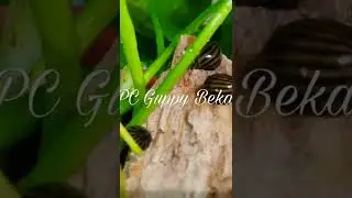 keong turbo (zebra Snail) alga Eater Aquascape #shorts #zebrasnail
