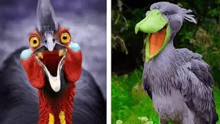 The 15 Strangest and Rarest Bird Species in the World You&rsquo;ve Never Seen Before!