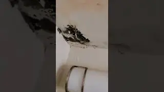 EXPOSED: WINN Residential LP - WINN Companies( Cooperate  Boston MA) property and tenant neglect.