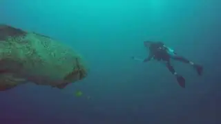 How big is this Grouper?