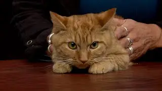 Furever Friends: Mayor McCheese