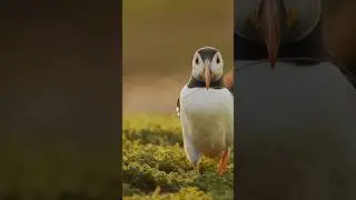 Discover Puffin Focus | Forest Music & Wildlife Sounds | Peaceful Earth #Shorts