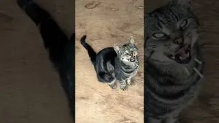 РЕКЛАМА | Кормушка для влажных кормов PETLIBRO Polar стала настоящим спасением! #PETLIBRO