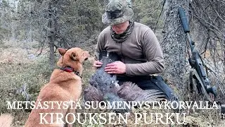Metsästystä suomenpystykorvalla - Kirouksen purku