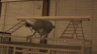 Nasty Bird