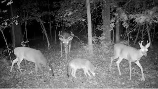 Michigan Trail Camera Videos |  Waterloo Recreation Area |  Bushnell Core S-4K
